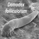 Kij w dupie Demodex który nie ma dupy