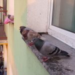 Gołębie