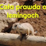 Cała prawda o lemingach czyli: czy warto żyć w 2022?
